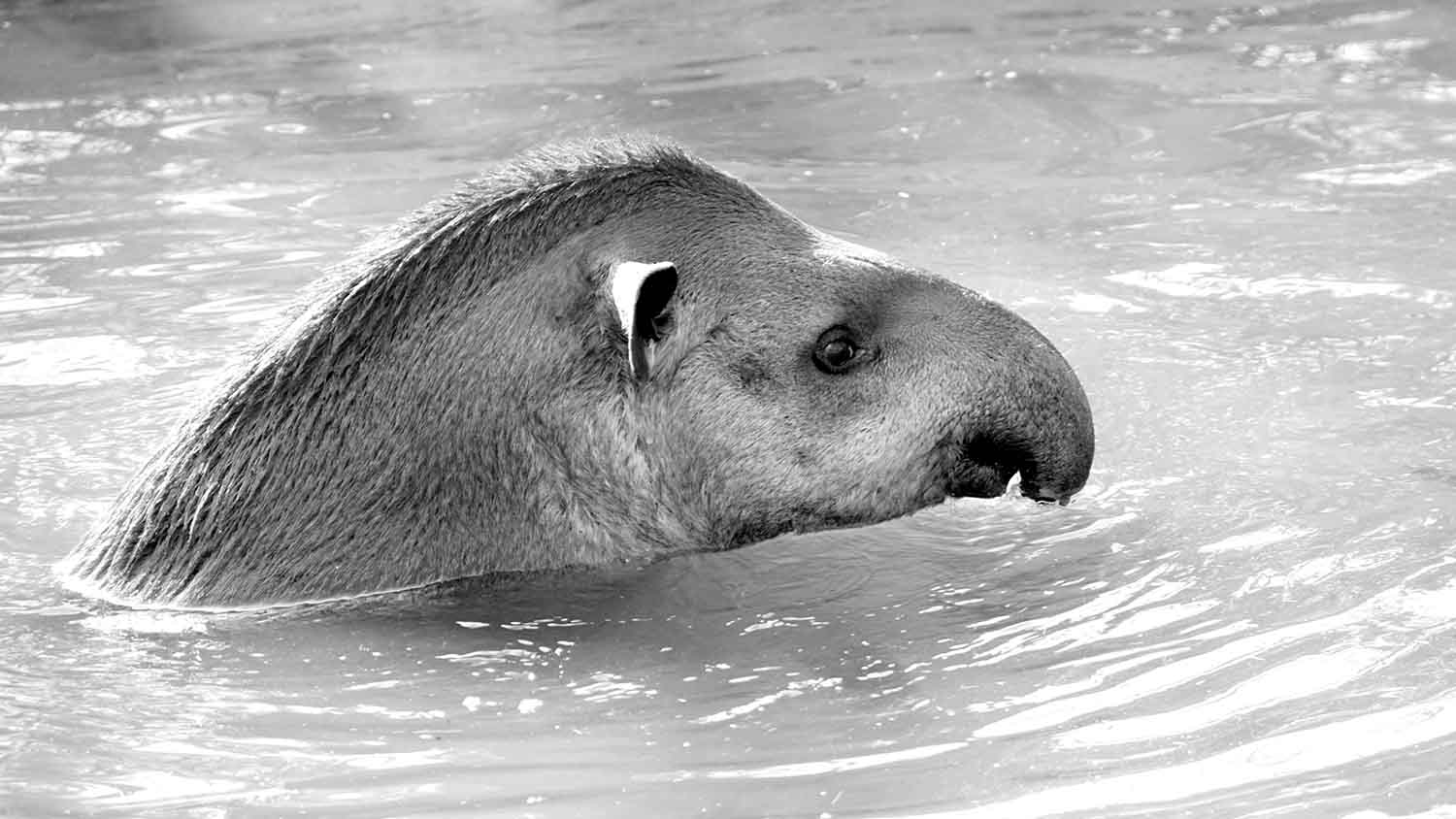 Tapir de Guyane