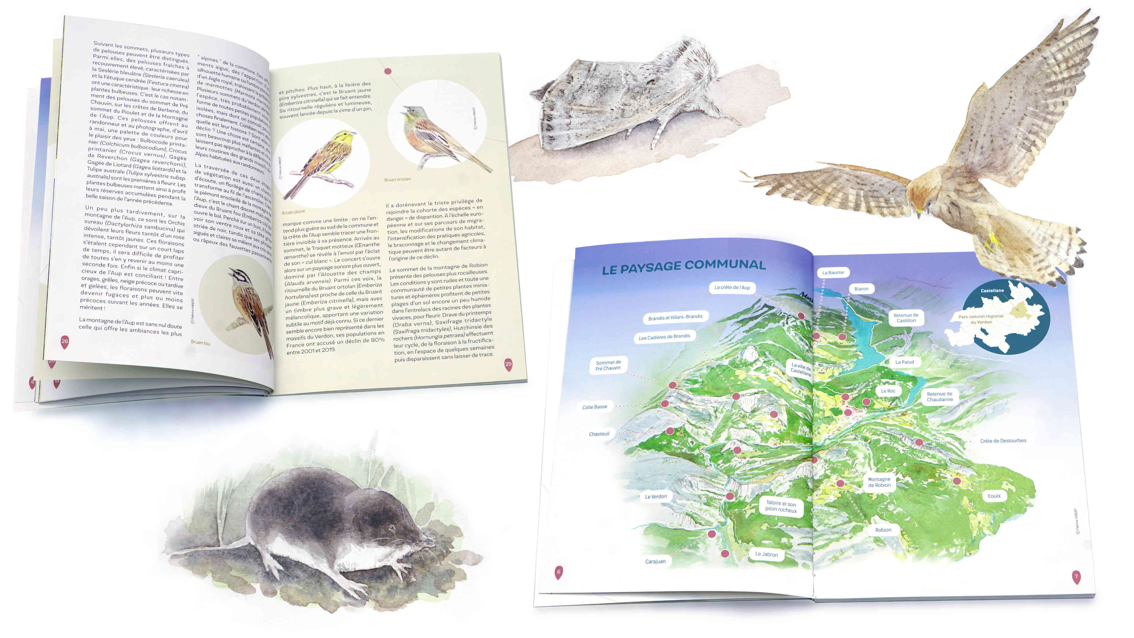 biodiversité de Castellane