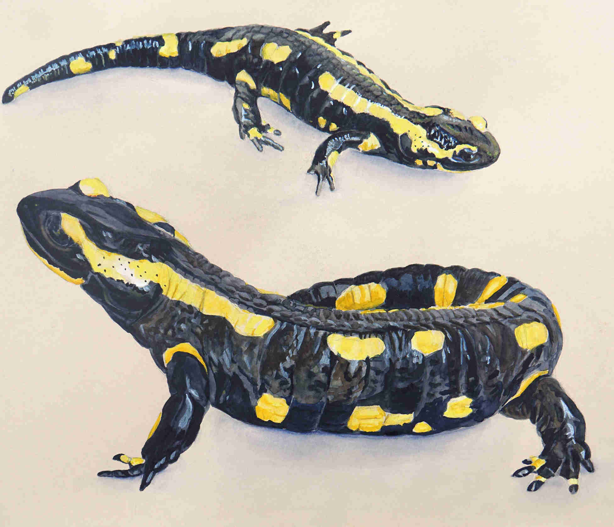 salamandres