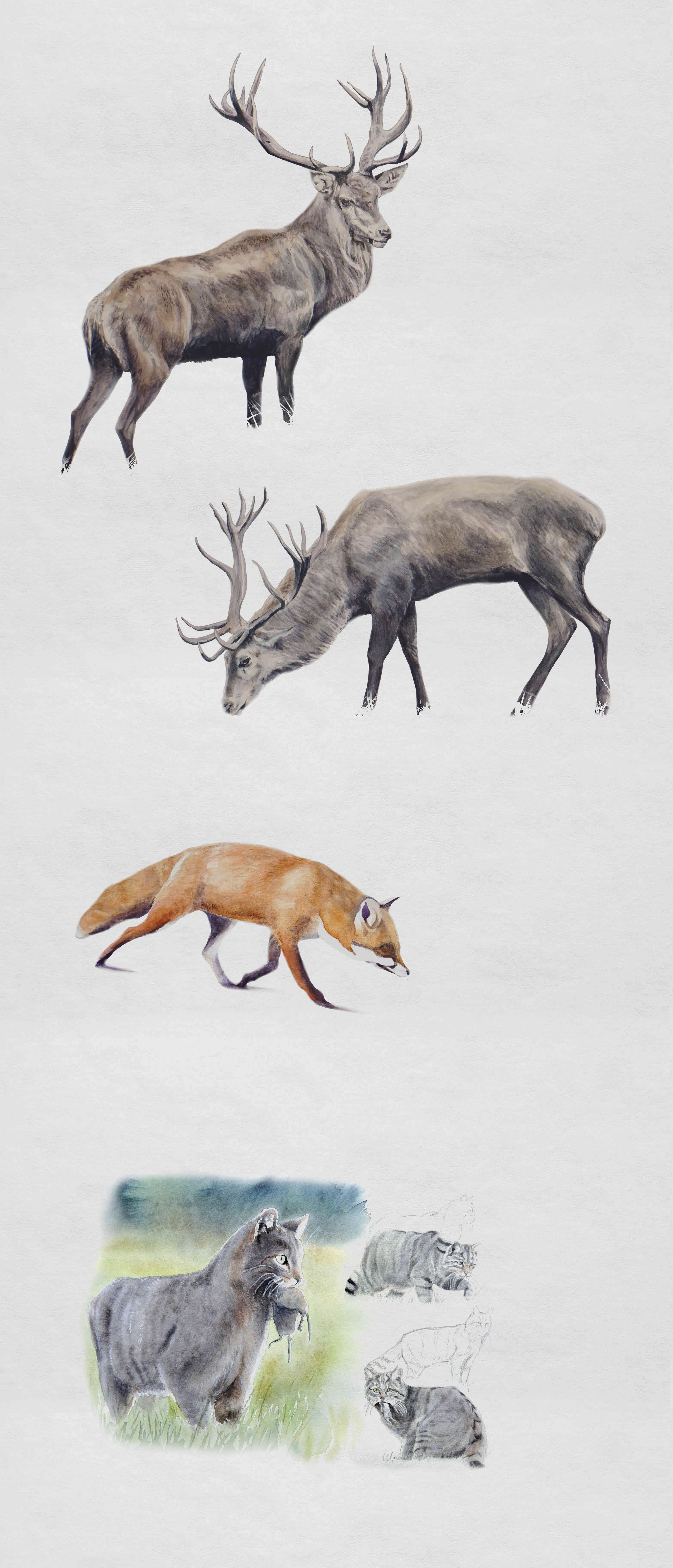 cerfs