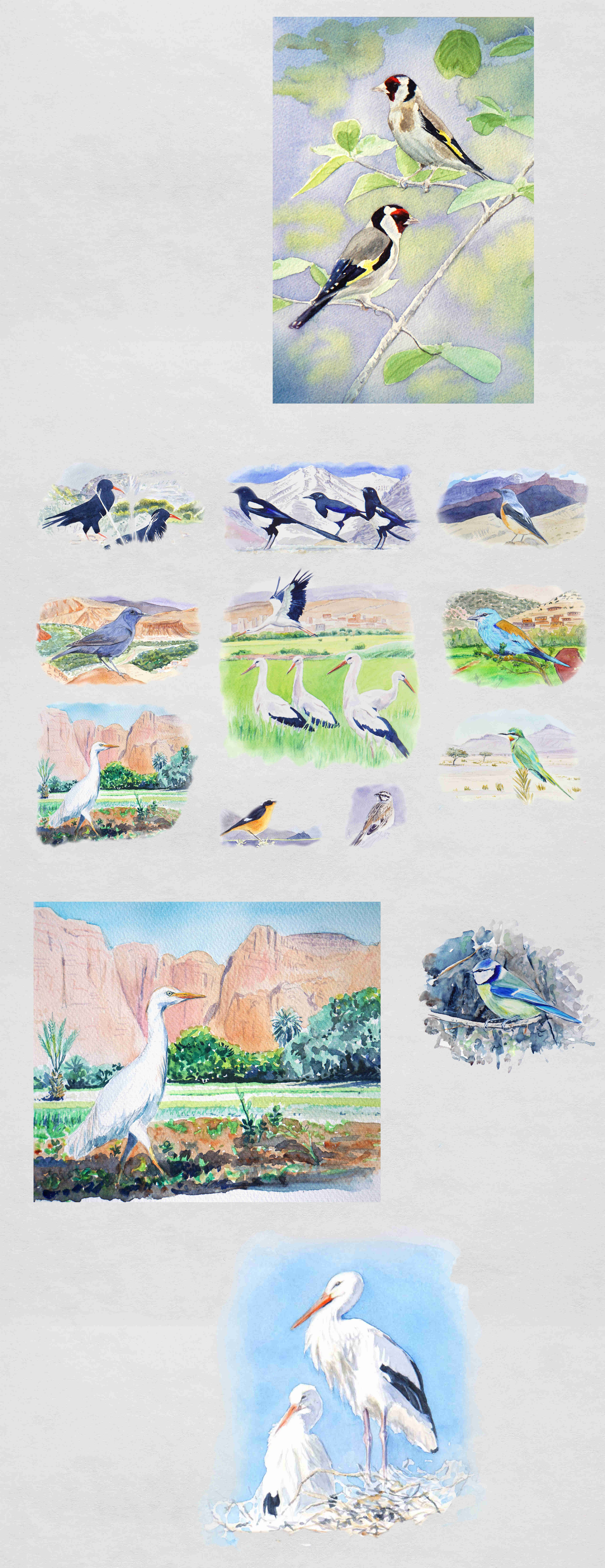 oiseaux