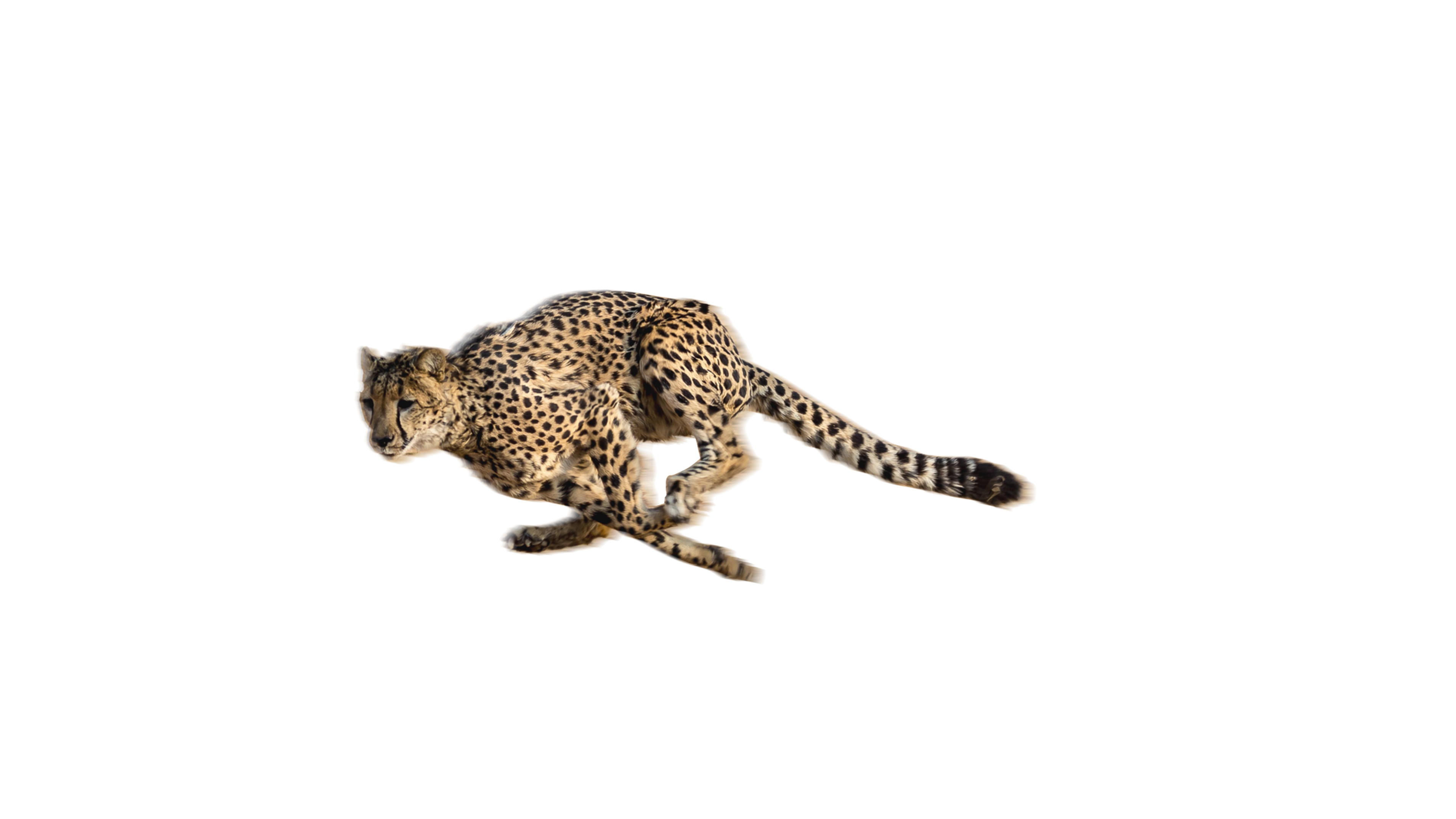 guépard