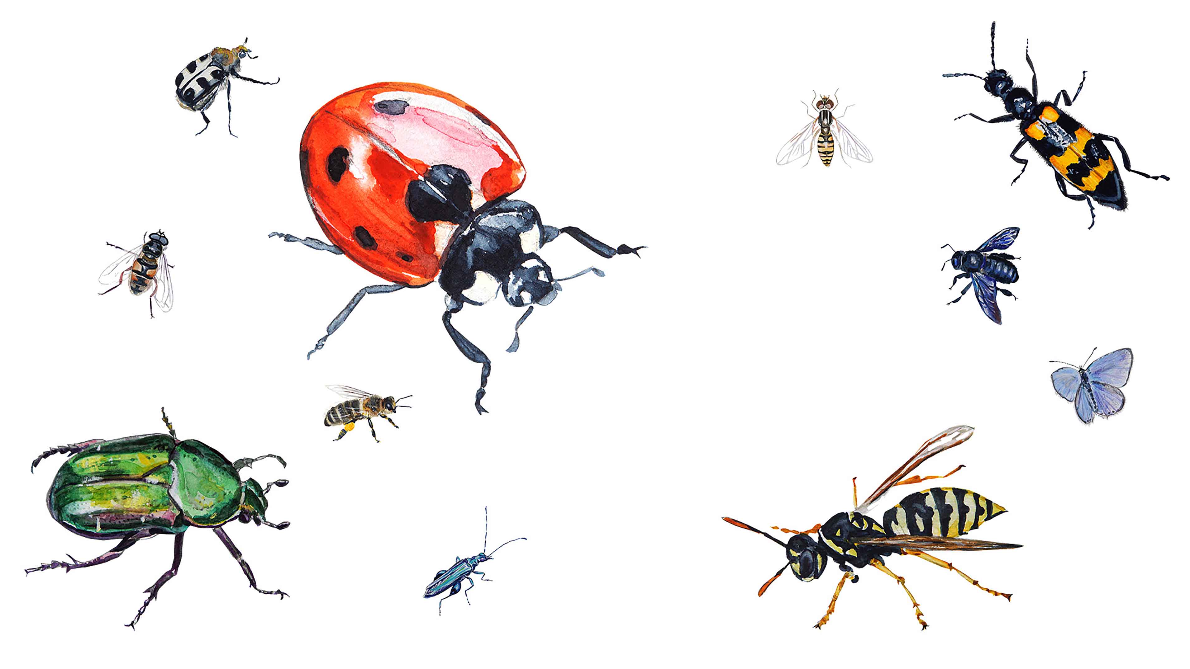 dessins insectes