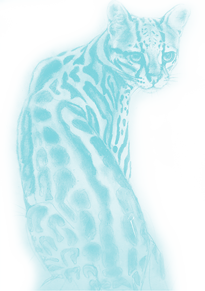 ocelot turquoise