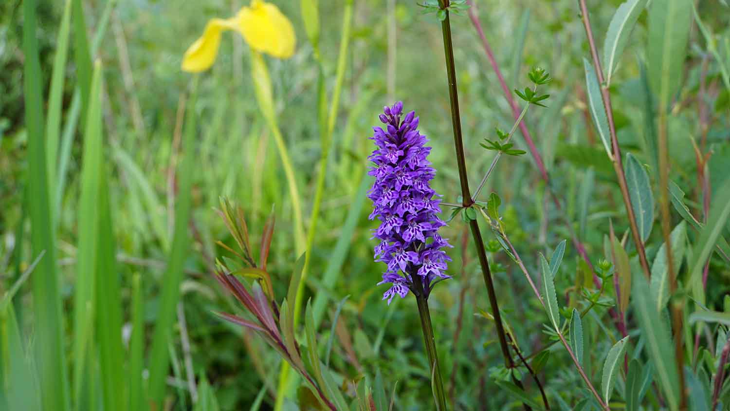 orchidée