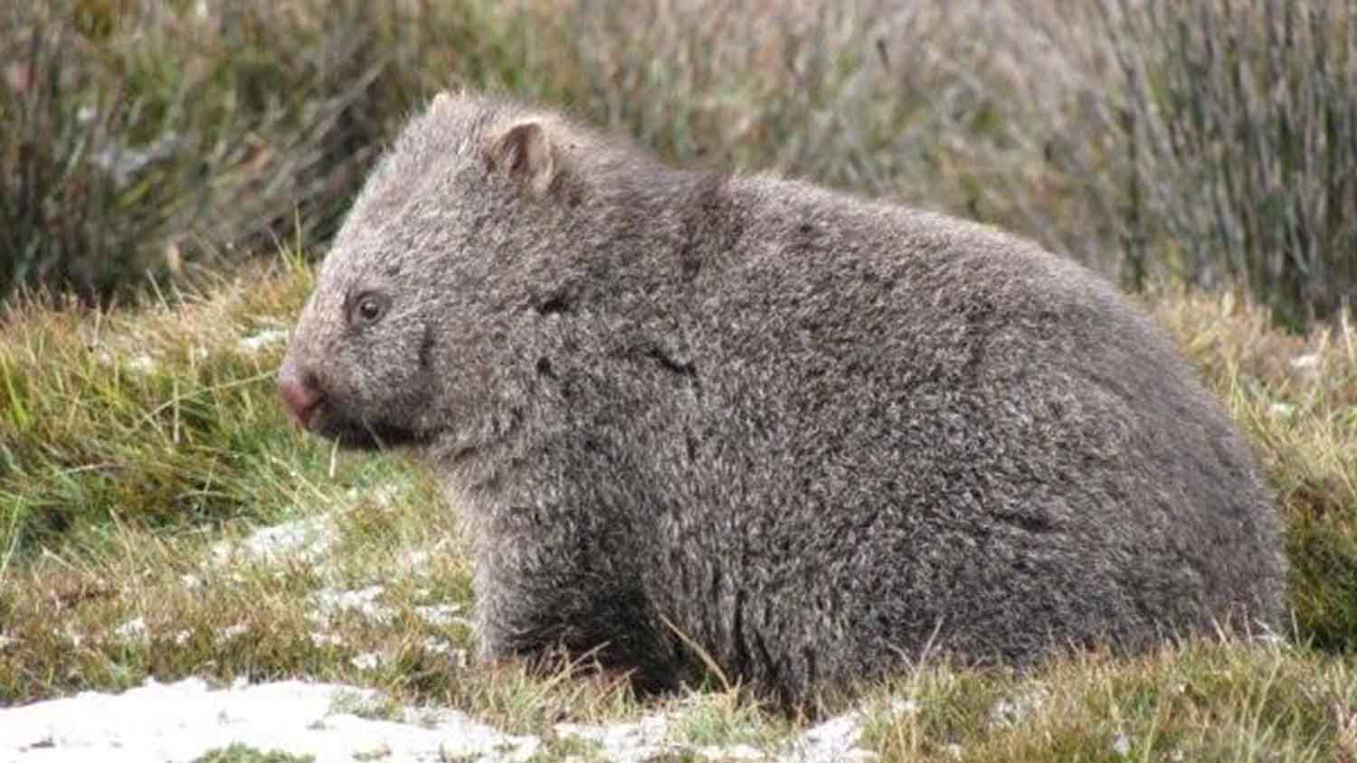 wombat